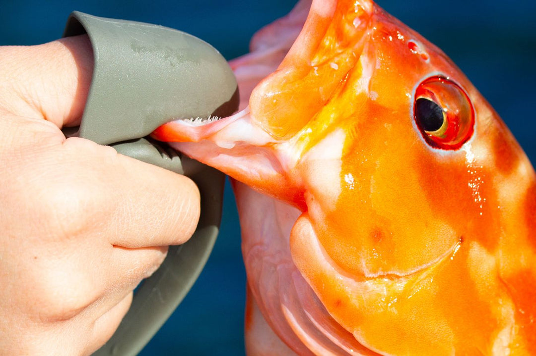 Daiichiseiko Jaw Grip MC kompakte Fischgreifzange für sicheres Landen