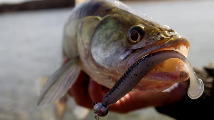 Bait Breath ET Shad 2.8 (7.1cm), Japanische Gummifische 8 Stück