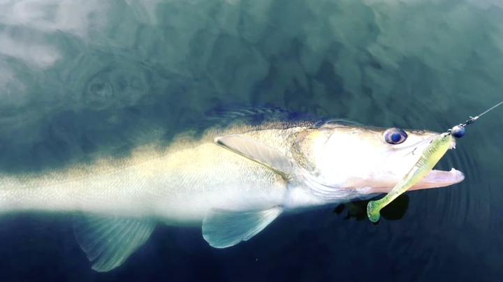 Bait Breath ET Shad 2.8 (7.1cm), Japanische Gummifische 8 Stück